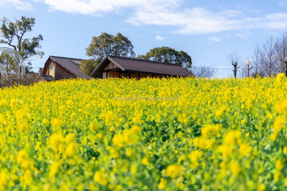 堺・緑のミュージアム ハーベストの丘 菜の花