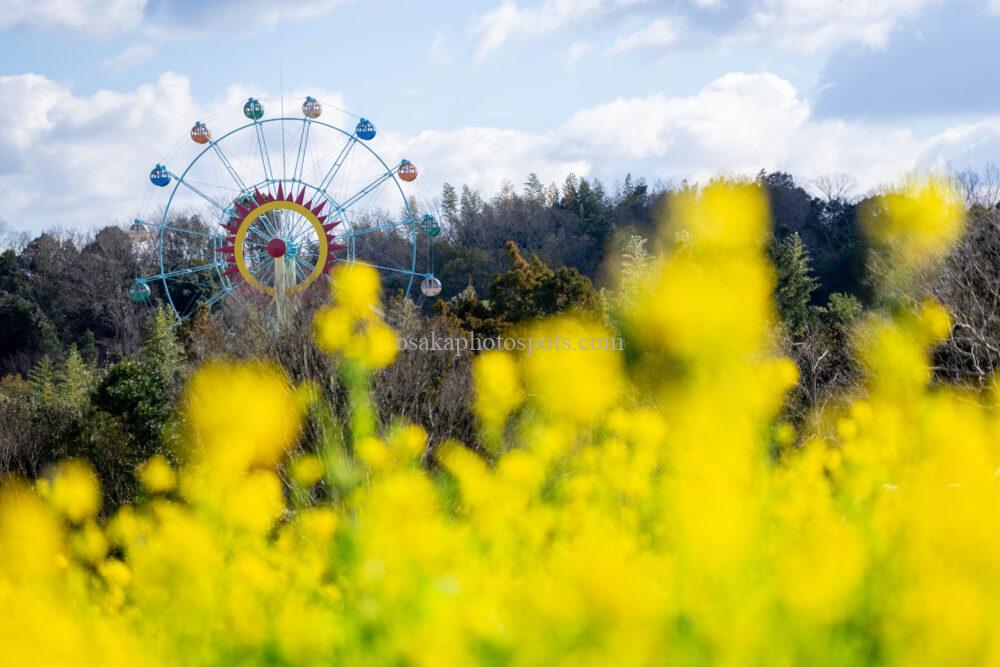 堺・緑のミュージアム ハーベストの丘 菜の花