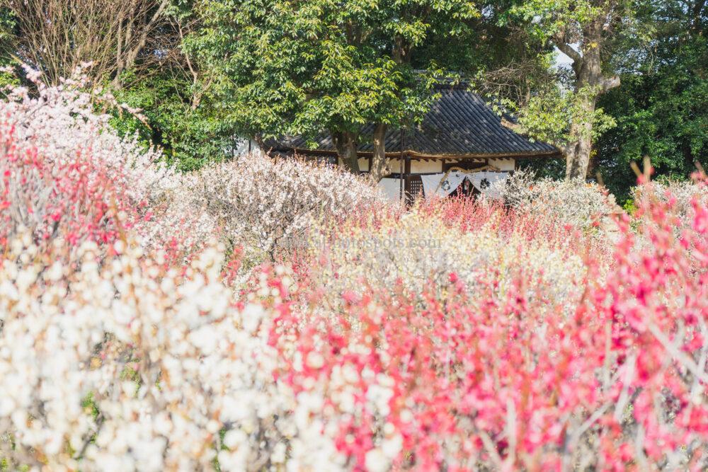 道明寺天満宮の梅園