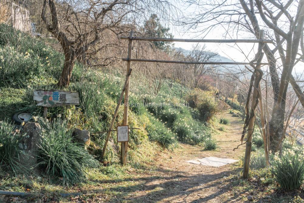 玉祖神社 花香郷の水仙