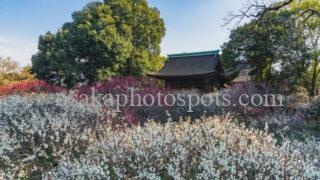 道明寺天満宮 梅園｜藤井寺市