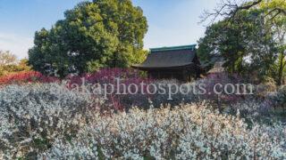 道明寺天満宮 梅園|藤井寺市