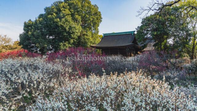 道明寺天満宮の梅園