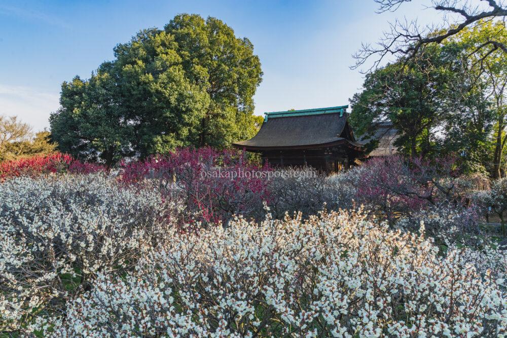 道明寺天満宮の梅園