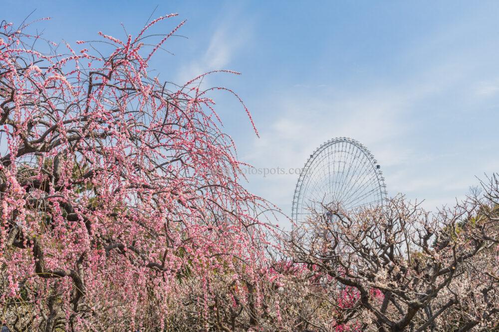 万博記念公園の梅林