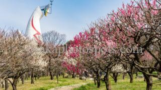 万博記念公園の梅林|吹田市