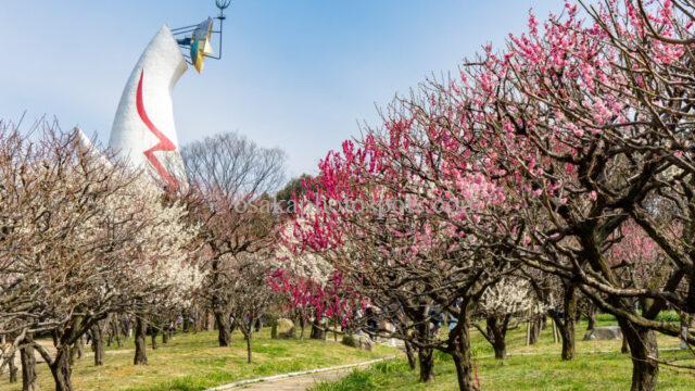 万博記念公園の梅林