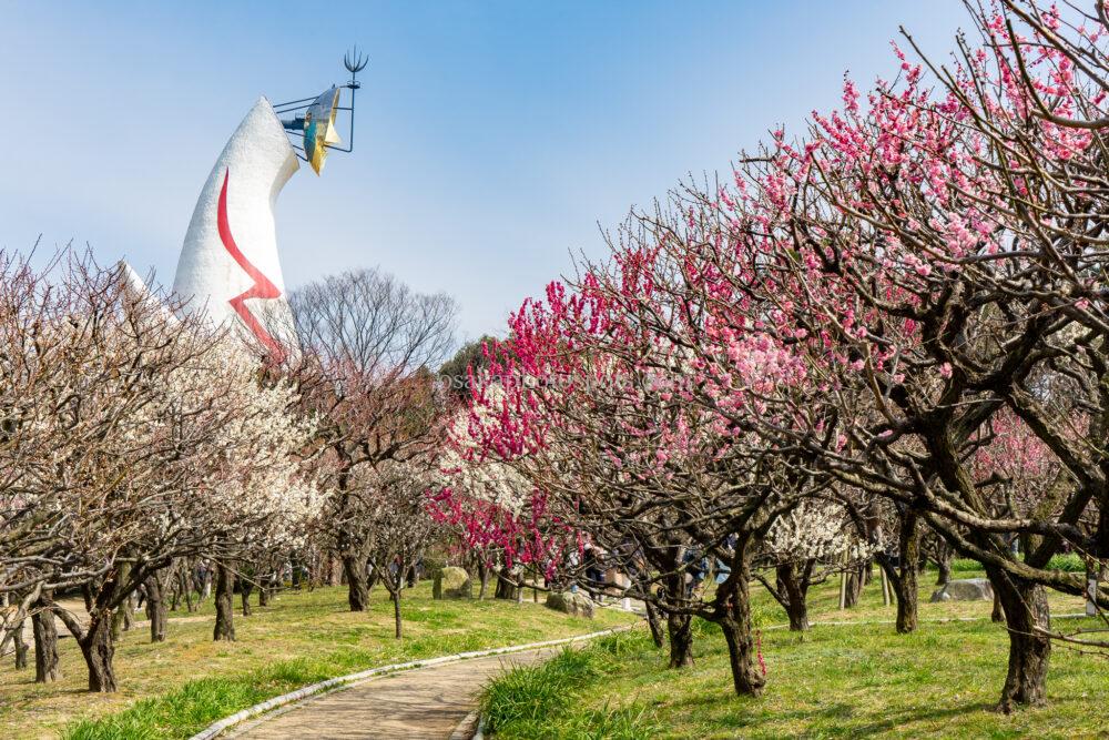 万博記念公園の梅林