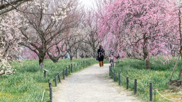 和泉リサイクル環境公園のしだれ梅