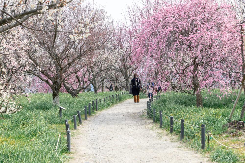 和泉リサイクル環境公園のしだれ梅