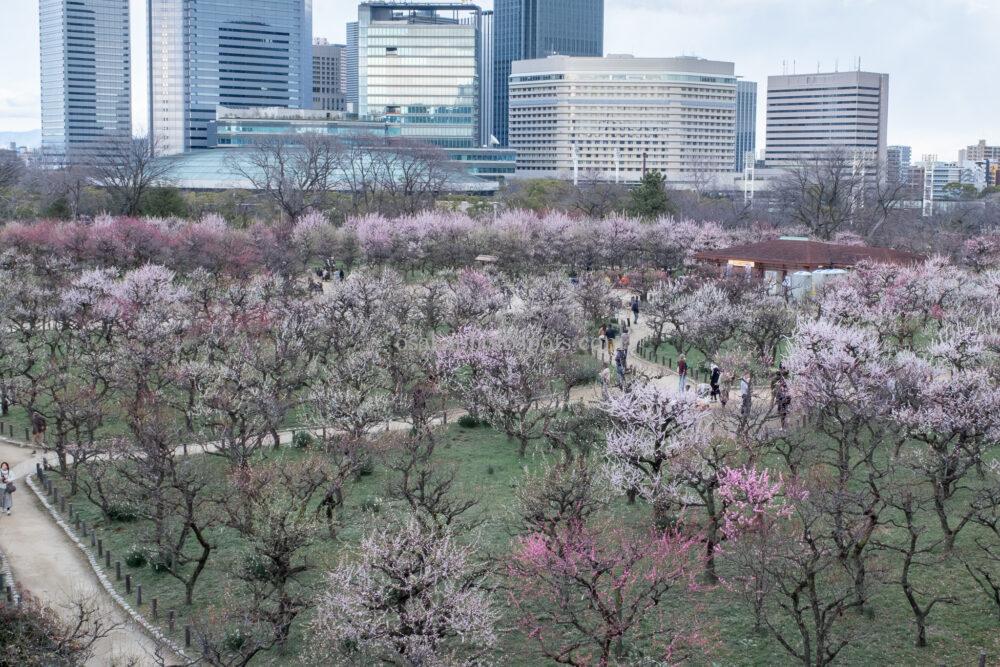 大阪城公園梅林