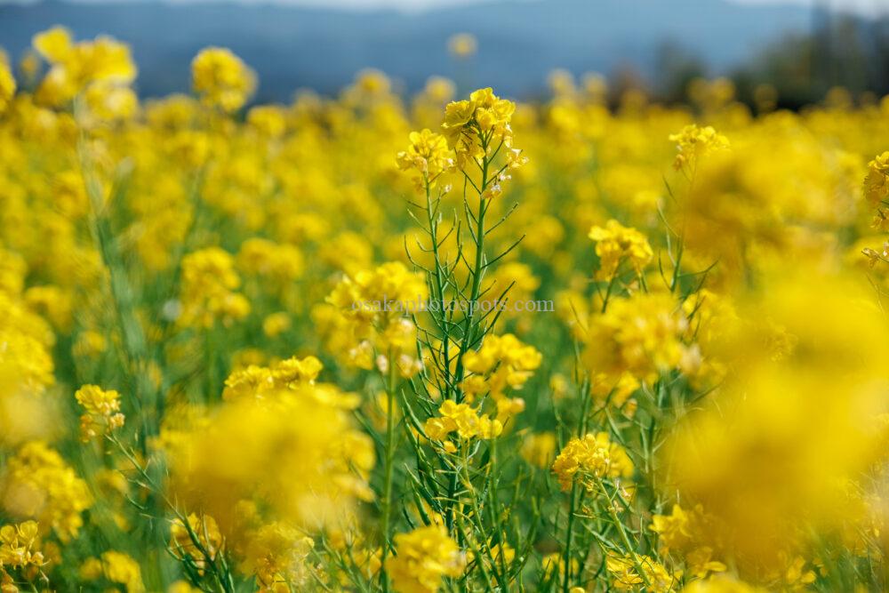 和泉リサイクル環境公園の菜の花