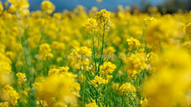 和泉リサイクル環境公園の菜の花