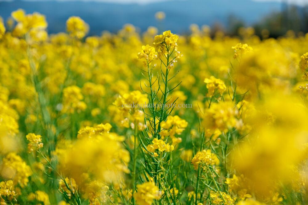 和泉リサイクル環境公園の菜の花