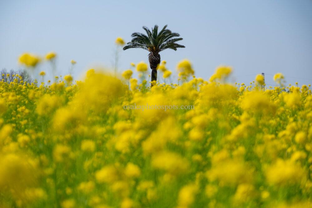 和泉リサイクル環境公園の菜の花