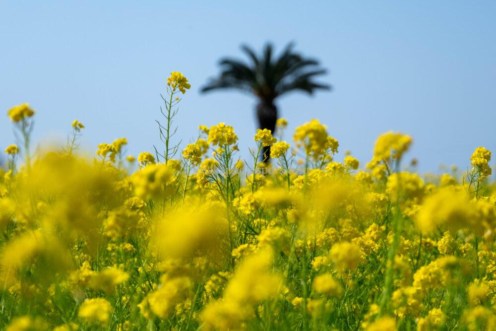 和泉リサイクル環境公園の菜の花