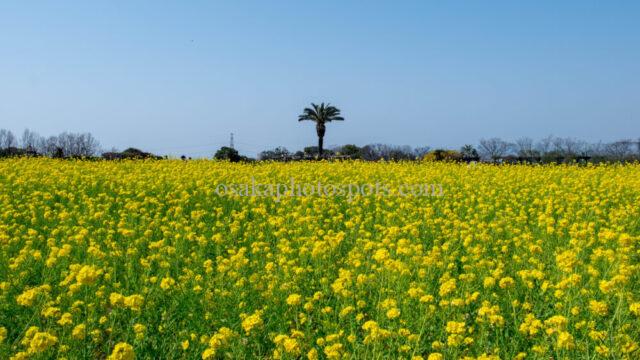 和泉リサイクル環境公園の菜の花