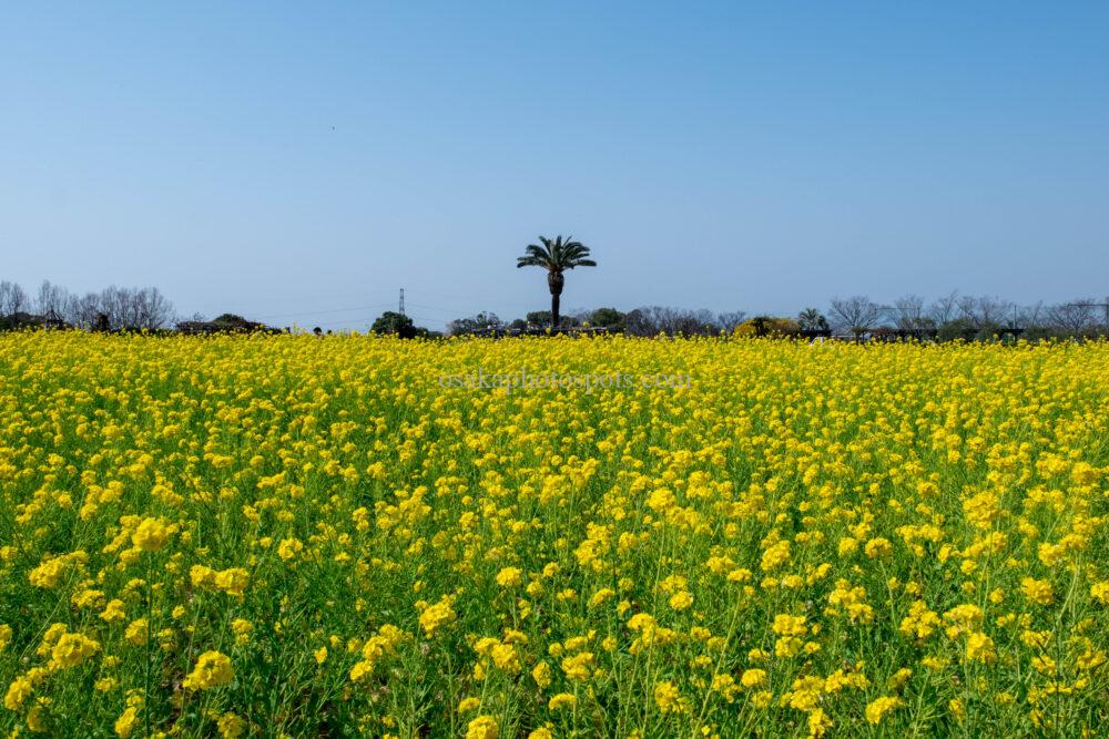 和泉リサイクル環境公園の菜の花