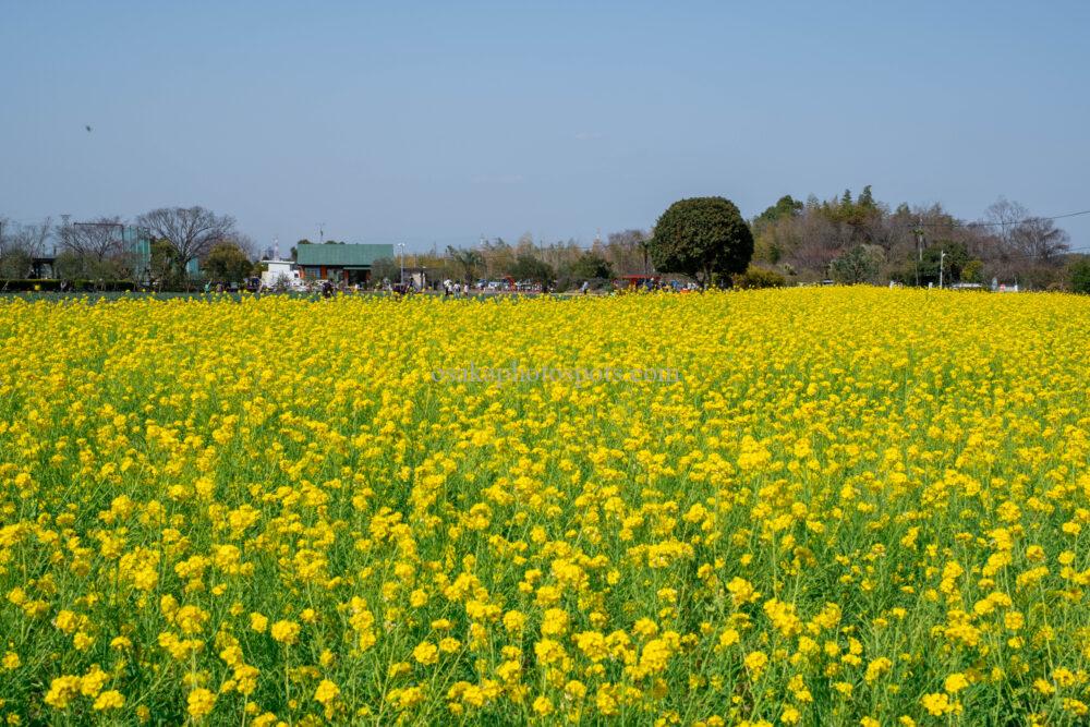 和泉リサイクル環境公園の菜の花