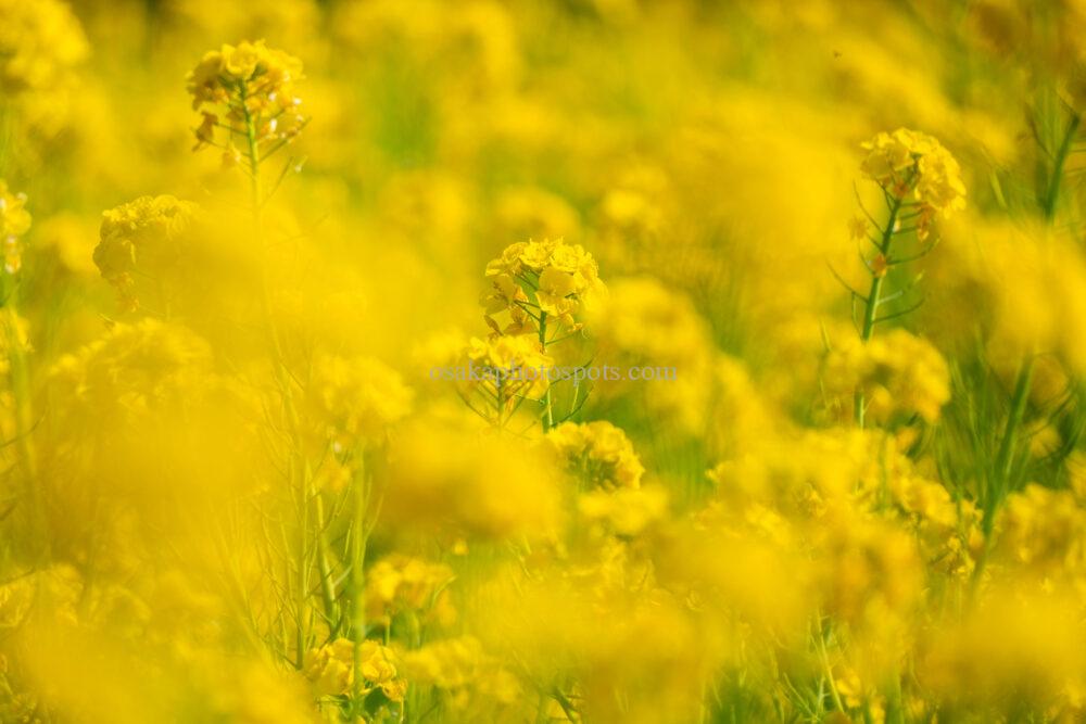 和泉リサイクル環境公園の菜の花