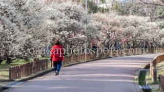 荒山公園の梅林|堺市