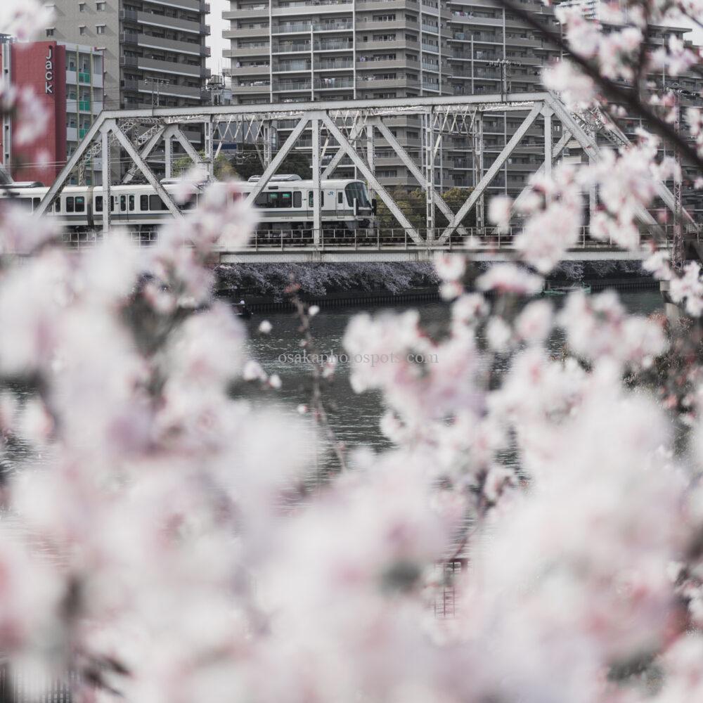 毛馬桜之宮公園の桜
