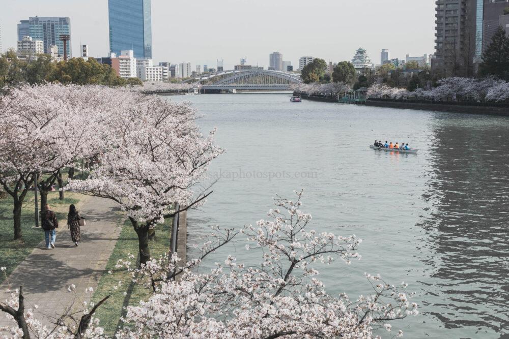 毛馬桜之宮公園の桜