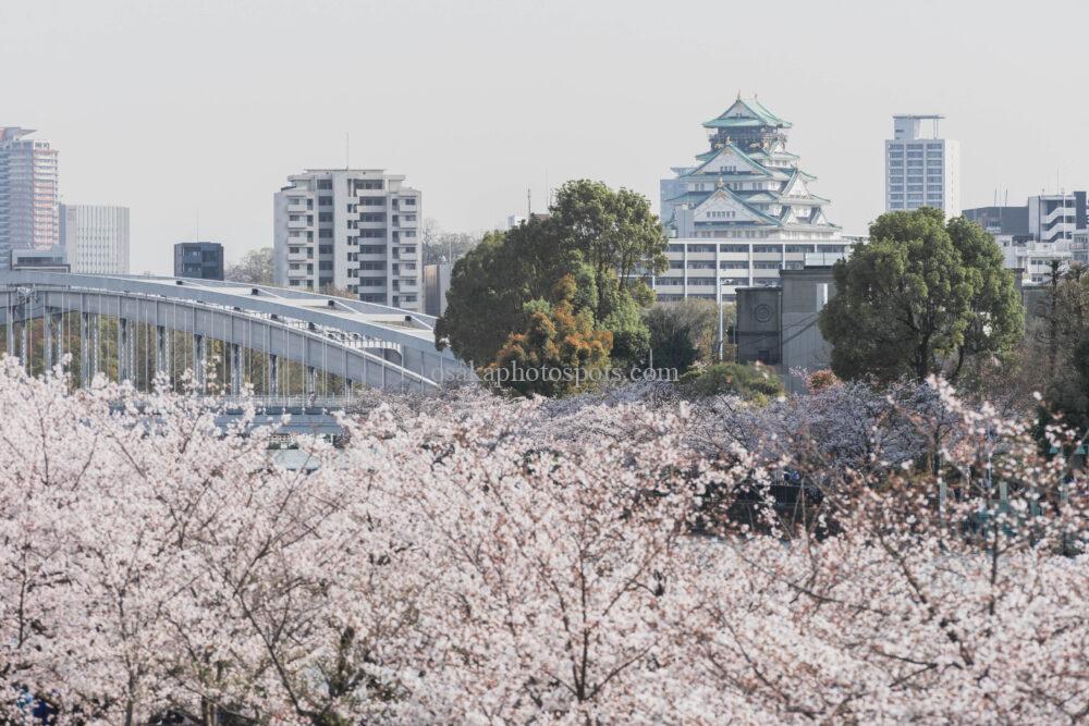 毛馬桜之宮公園の桜
