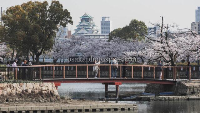 毛馬桜之宮公園の桜