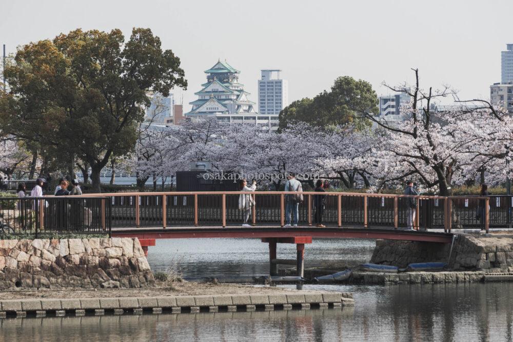毛馬桜之宮公園の桜