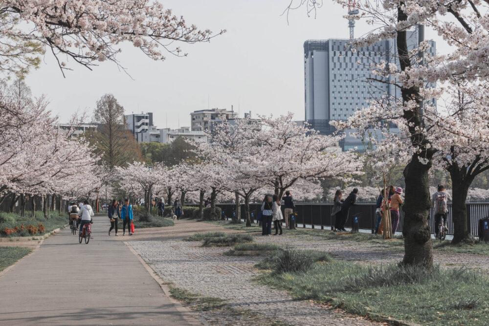 毛馬桜之宮公園の桜