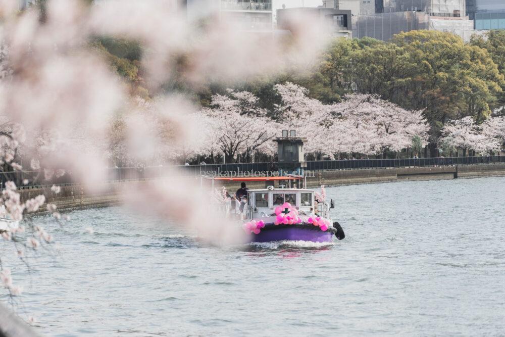 毛馬桜之宮公園の桜