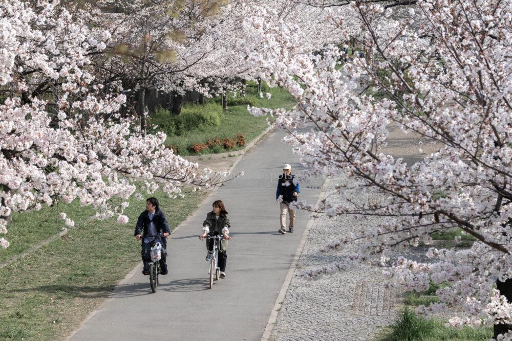 毛馬桜之宮公園の桜