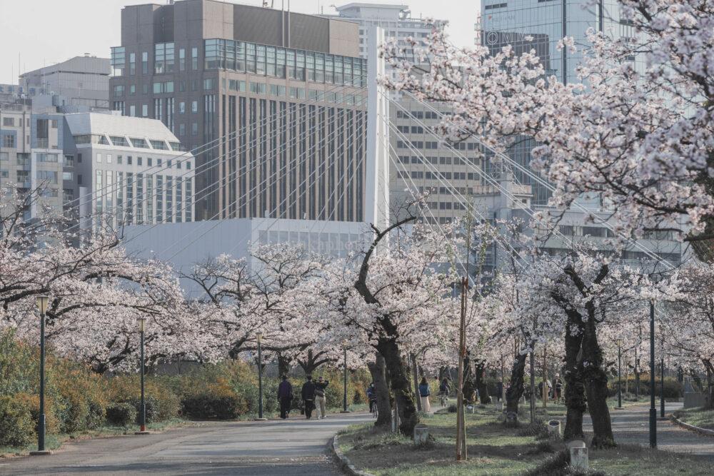 毛馬桜之宮公園の桜