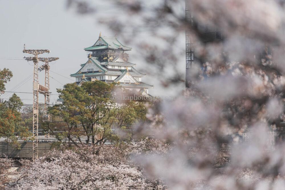 毛馬桜之宮公園の桜