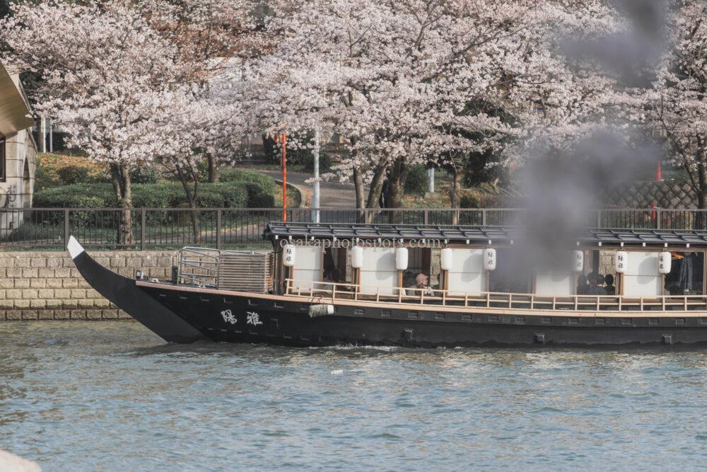 毛馬桜之宮公園の桜