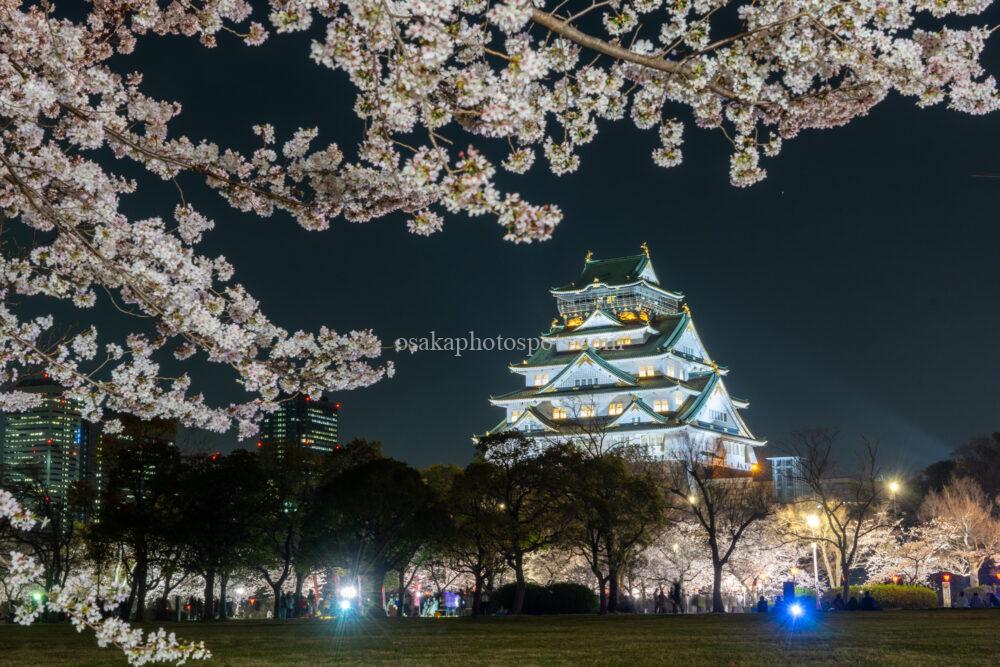 大阪城公園西の丸庭園の夜桜