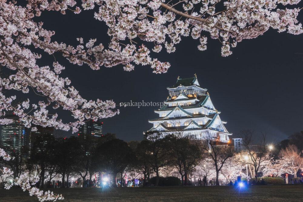 大阪城公園の桜