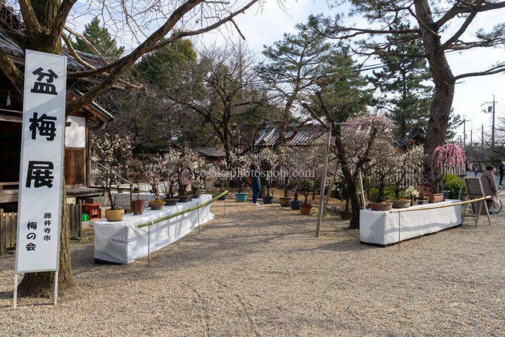 道明寺天満宮の盆梅展