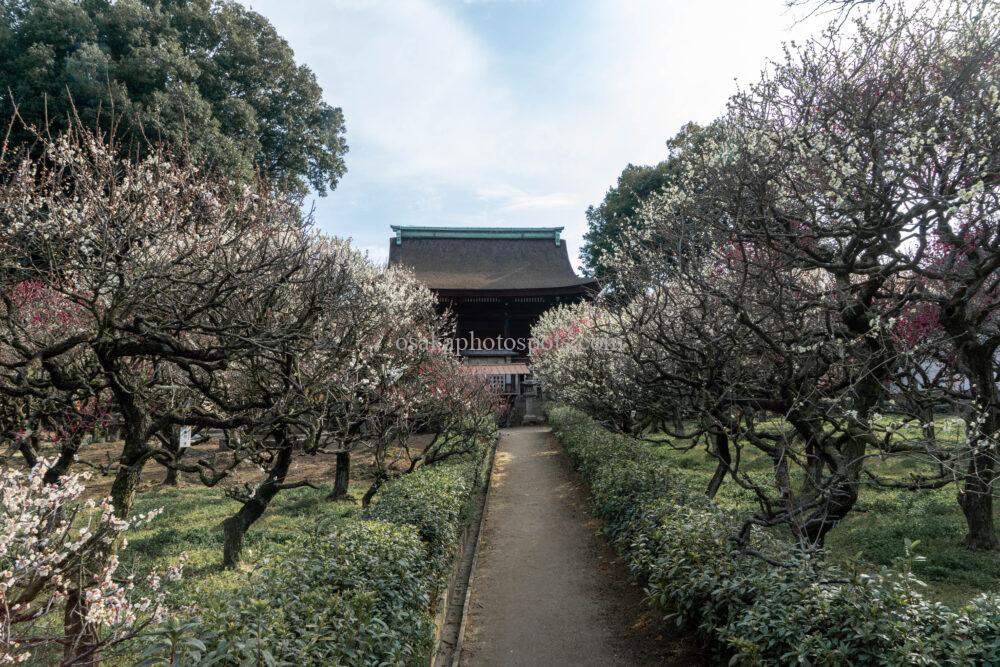 道明寺天満宮の梅園