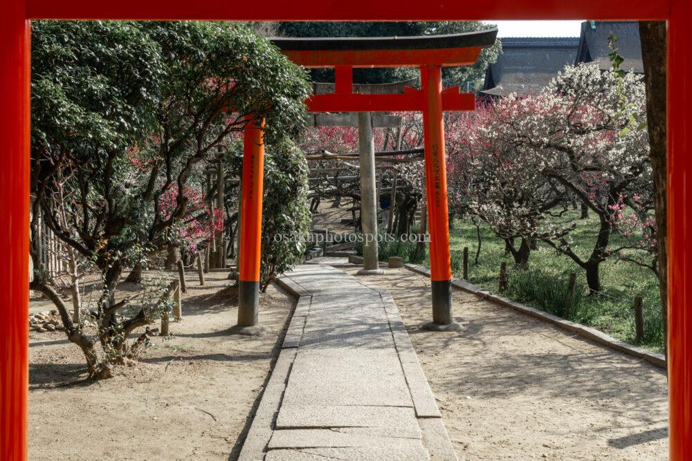 道明寺天満宮の梅園