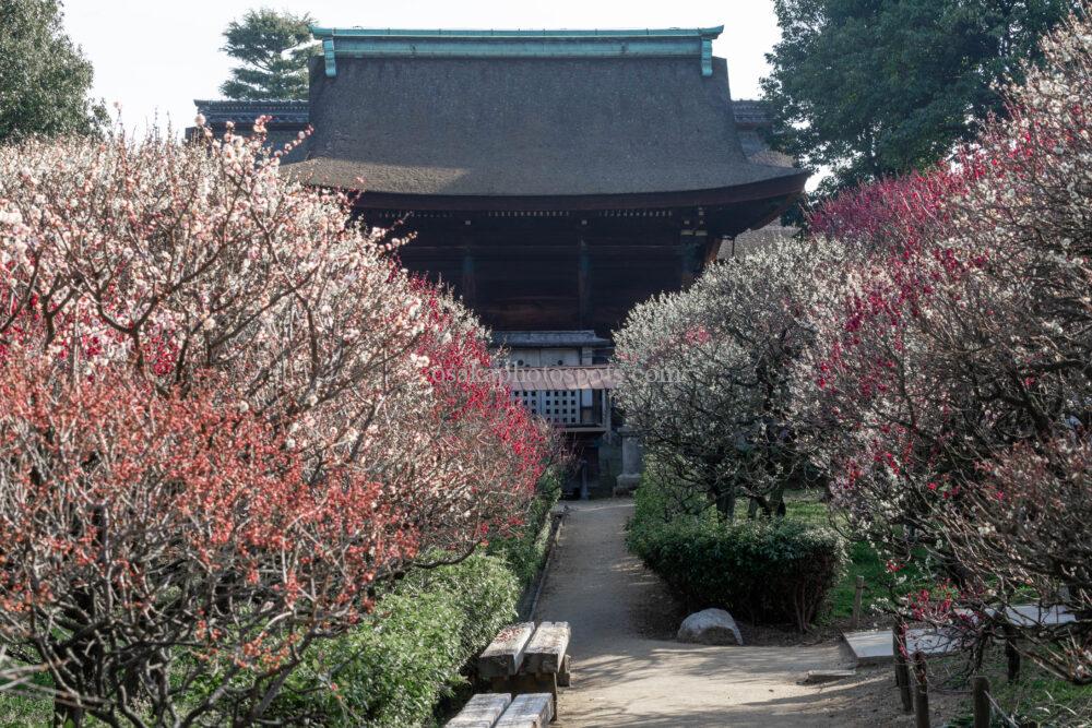 道明寺天満宮の梅園