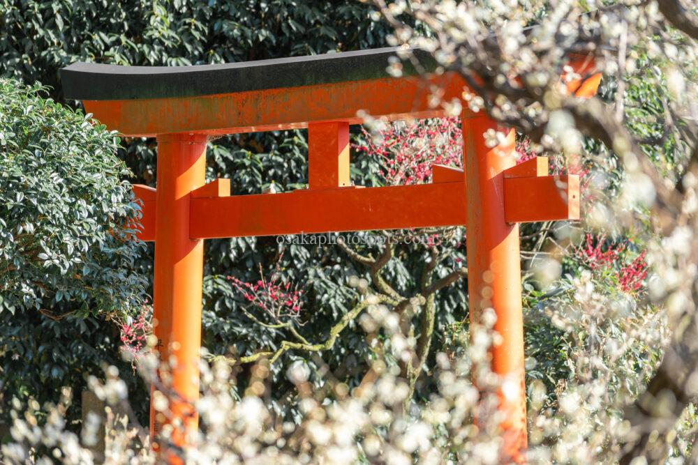 道明寺天満宮の梅園