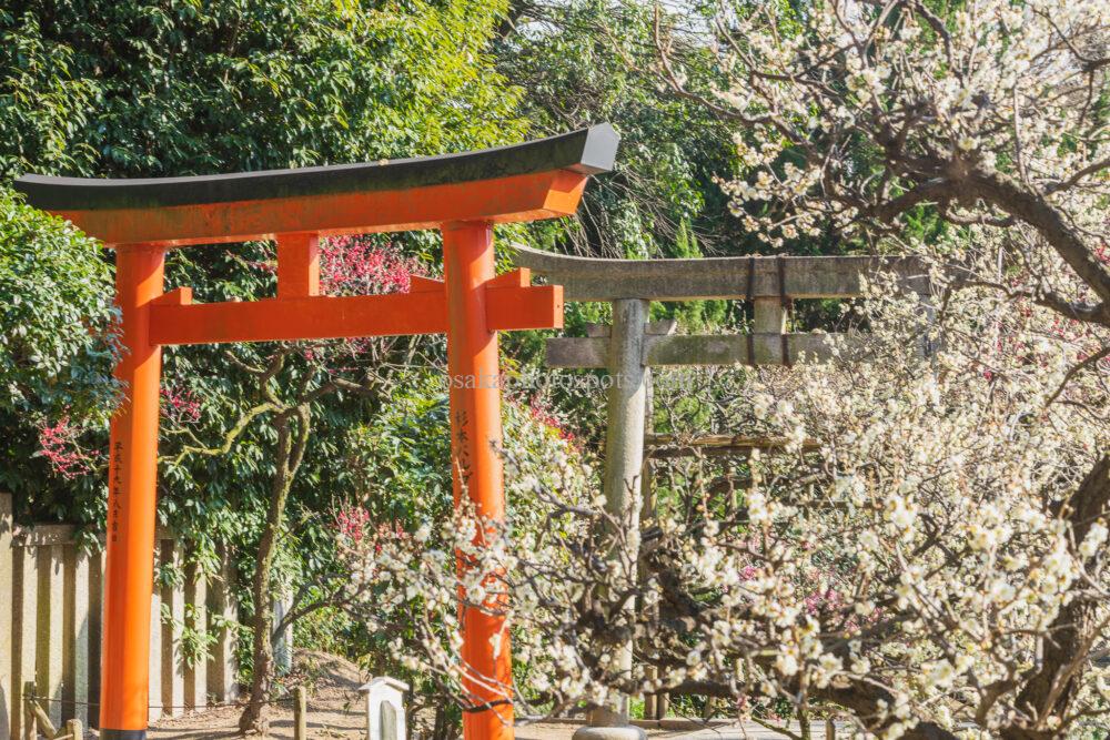 道明寺天満宮の梅園