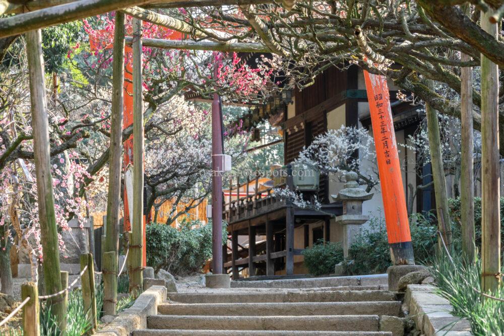 道明寺天満宮の梅園