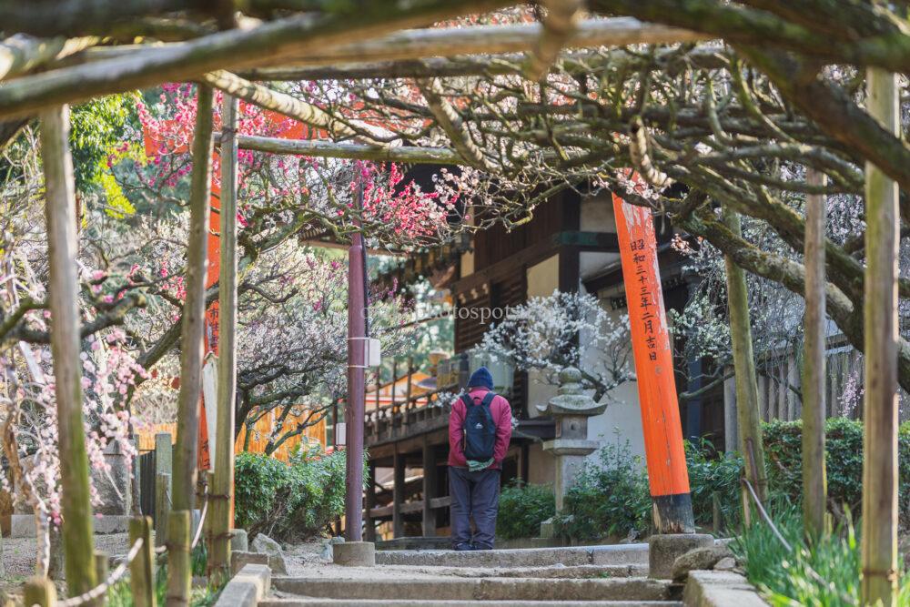 道明寺天満宮の梅園