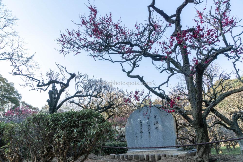 道明寺天満宮の梅園