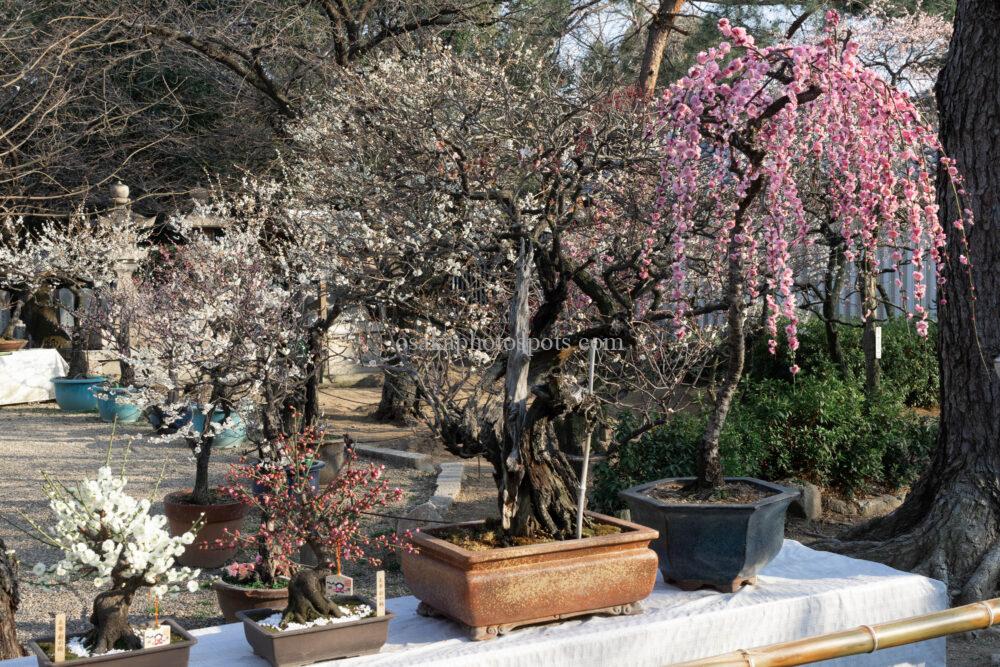 道明寺天満宮の盆梅展