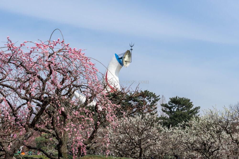 万博記念公園の梅林