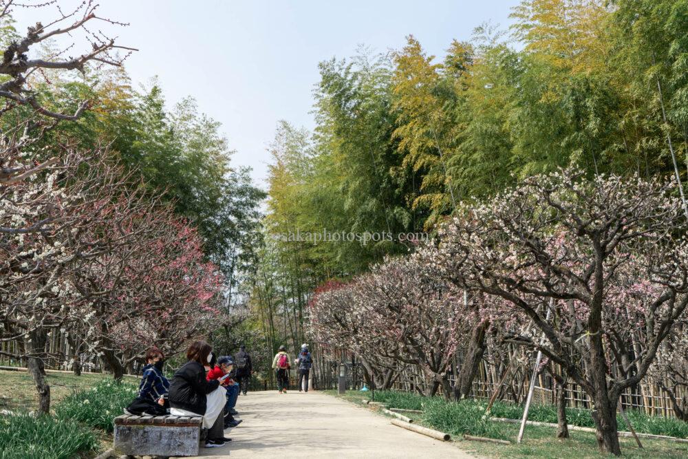 万博記念公園の梅林